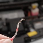 Guide How to Rodent-Proof Your Wires