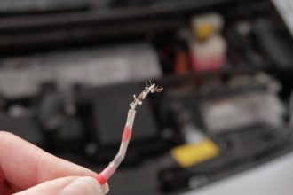 Guide How to Rodent-Proof Your Wires