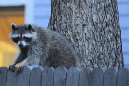 How to Tell How Old a Raccoon Is