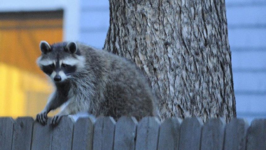 How to Tell How Old a Raccoon Is