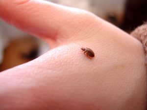 Would Bed Bugs Bite Every Night? And How Often Do They Bite? Uncover the Truth!!!