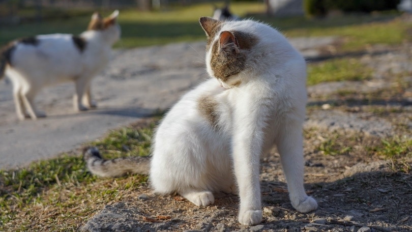 Do Bed Bugs Bite Cats? Unveiling the Mystery!!!