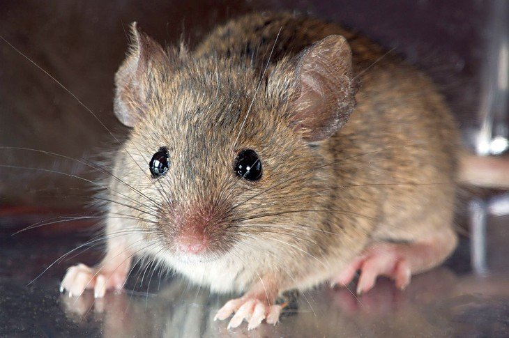 Do Mice Urinate As They Walk? Essential Pest Control Guide