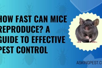 how fast can mice reproduce