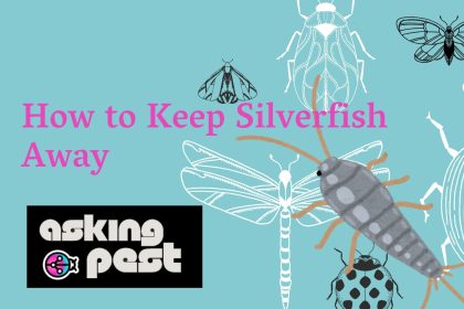 How to Keep Silverfish Away: Guide to Pest Prevention