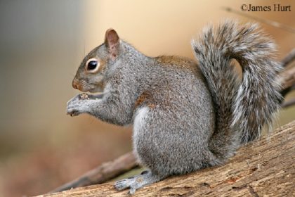 How to Spot Squirrel Pee: A Guide for Pest Control