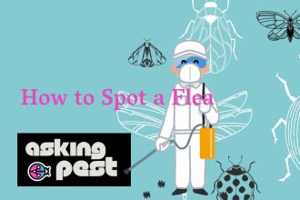 How to Spot a Flea: A Visual Guide to Flea Identification