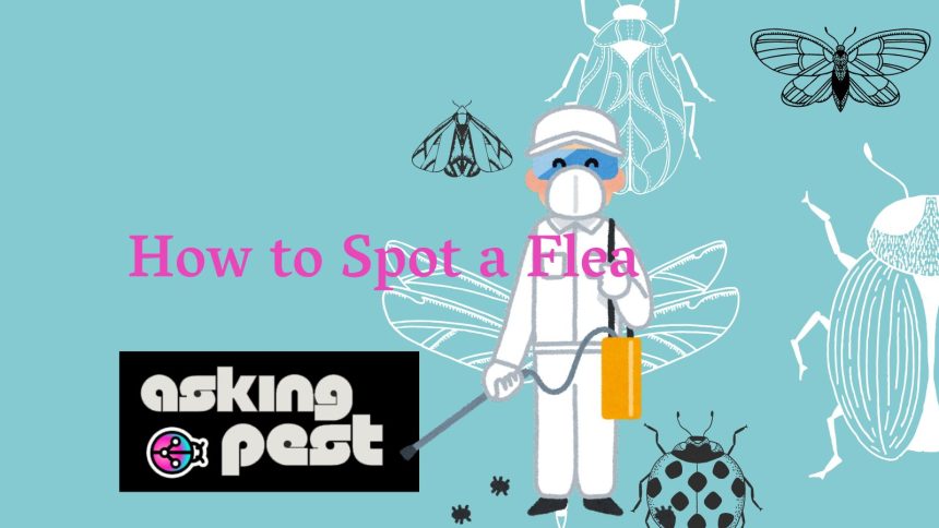 How to Spot a Flea: A Visual Guide to Flea Identification