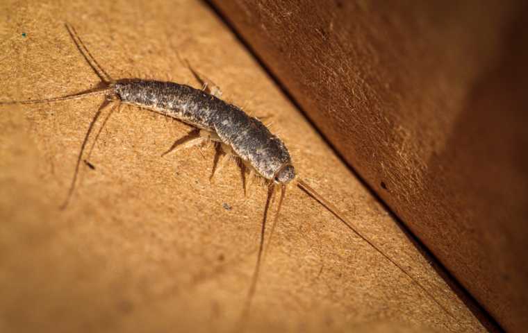 Guide to Identifying Silverfish Poop: All You Need to Know