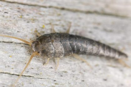 Should You Worry About Silverfish?