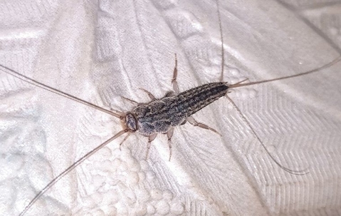 Where Do Silverfish Spawn? A Guide to Their Reproductive Habits