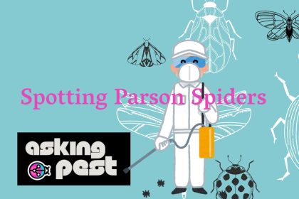 Spotting Parson Spiders: Identifying Their Bites and Staying Safe