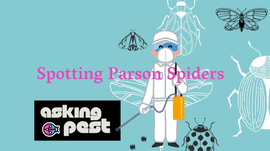 Spotting Parson Spiders: Identifying Their Bites and Staying Safe