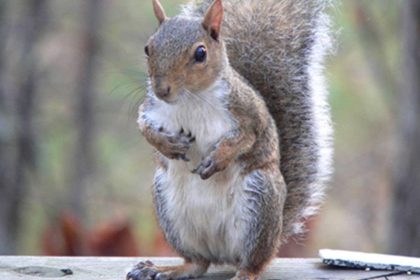 What that Smell? A Guide to Squirrel Urine Odor