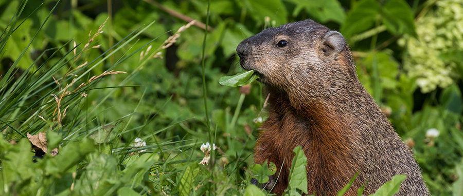 What Attracts Gophers and How to Keep Them Away