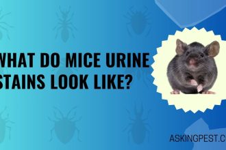 What Do Mice Urine Stains Look Like? A Guide for Pest Control