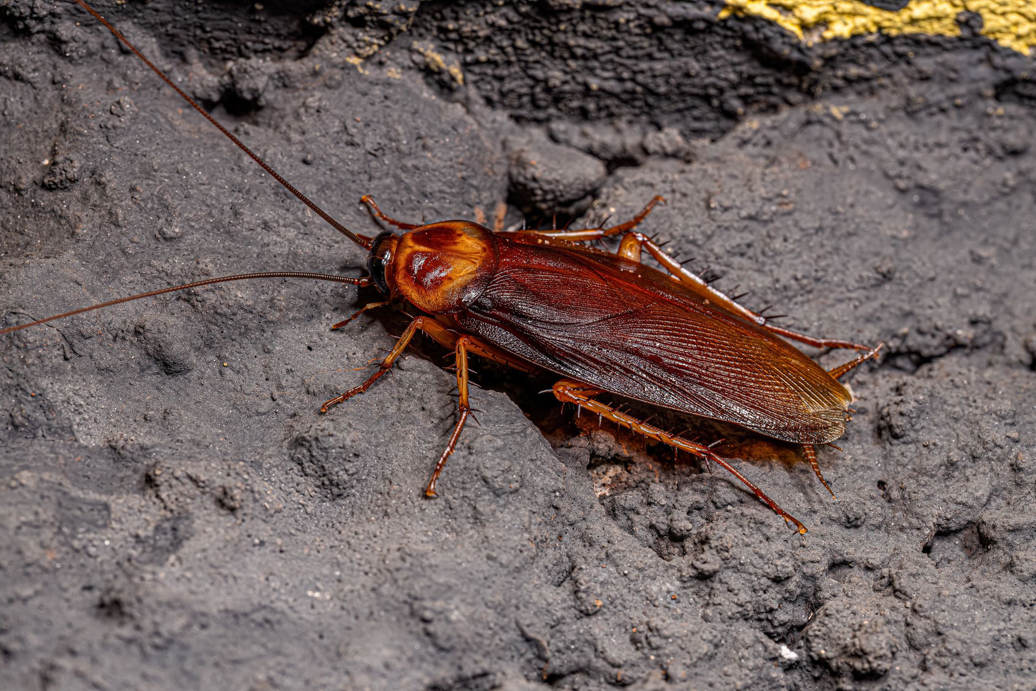 What Does Cockroach Urine Look Like? A Guide to Identifying and Eliminating