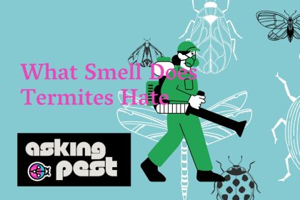 Unveiling the Scents Termites Despise: A Detailed Guide