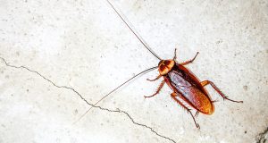 When Do Roaches Sleep and How to Target Them? Uncover the Secrets!!!