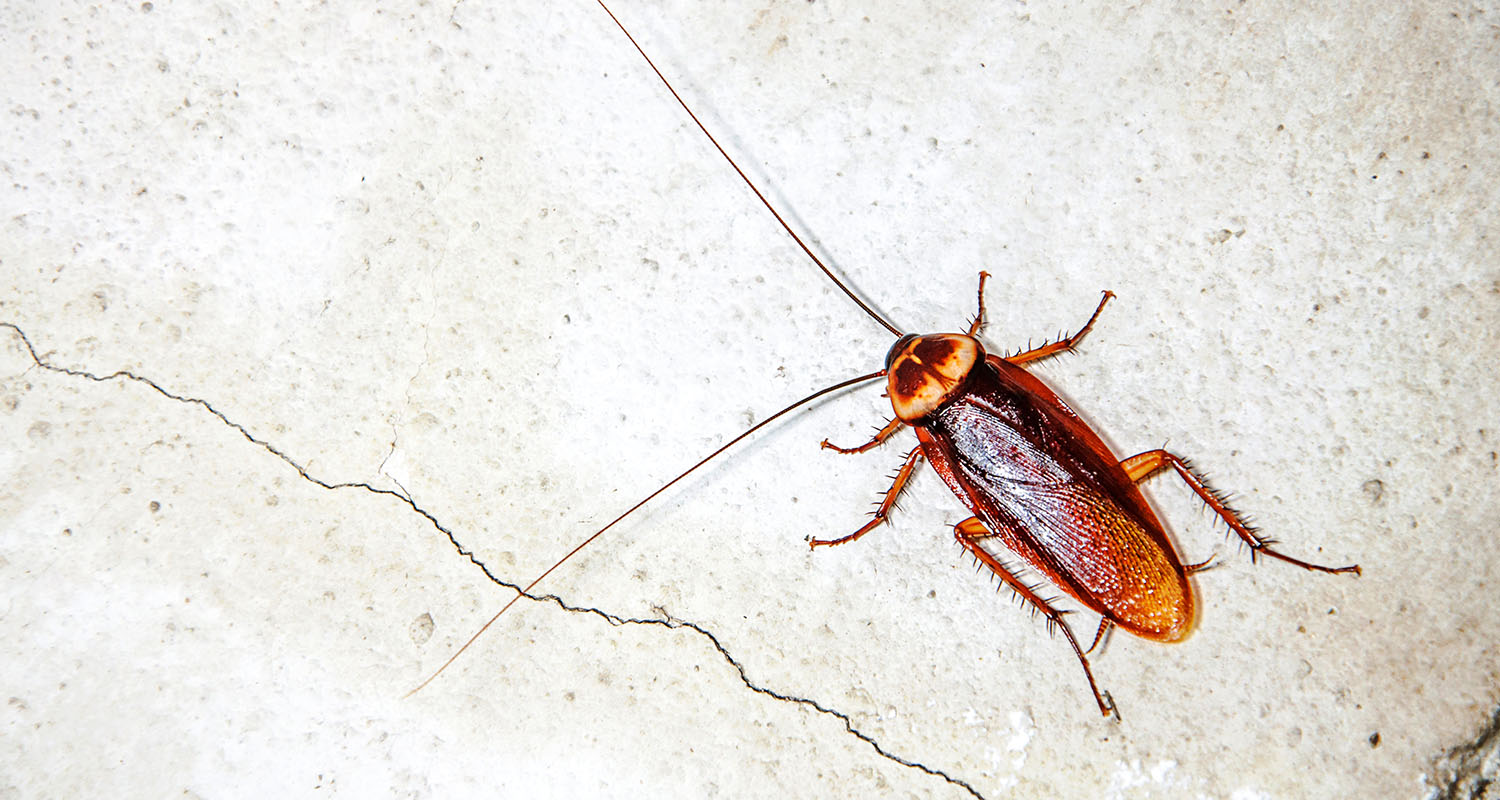 When Do Roaches Sleep and How to Target Them