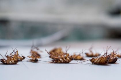 When to Use Pest Control Sprays for Roaches, A Homeowner Guide