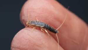 Why Are Silverfish Called Silverfish? Identifying the Characteristics