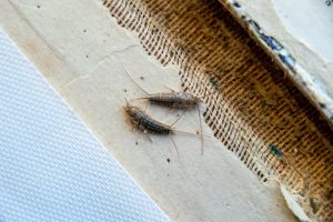 Why Was There A Silverfish In My Bathroom? Uncover the Mystery