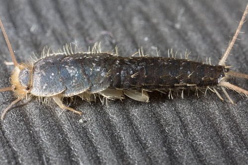 Will Silverfish Eat Money? Pest Control Tips