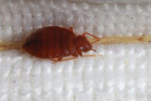 Would Bed Bugs Be in the Kitchen?