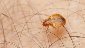 Would Bed Bugs Only Bite Once? Unveiling the Mystery