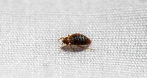 Would Bed Bugs Stay In One Room? A Comprehensive Guide!!!