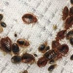 Bed Bug Hideouts