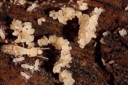 Where Do Termites Lay Their Eggs?