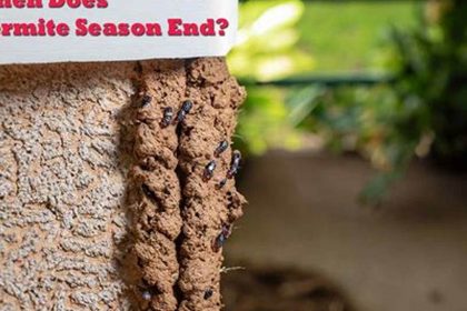 When Does Termite Season End and How to Extend It