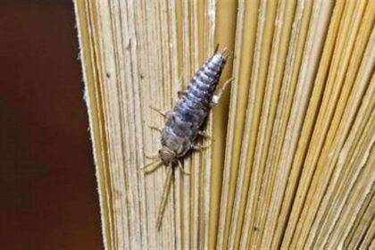 Why Silverfish Love Your Home: Heres the Secrets of Pest Attraction