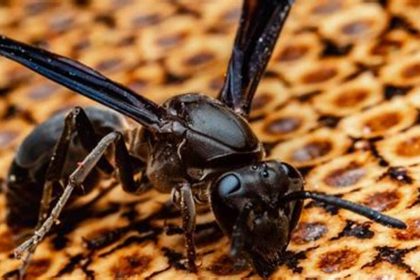 How to Identify Black Hornets: A Visual Guide for Pest Control