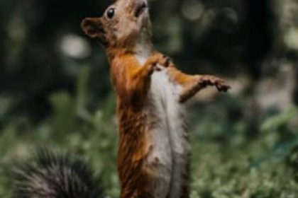 About Squirrel Urine: Guide for Pest Control