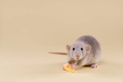 Do Mice Return to the Same House? Unveiling the Secrets!