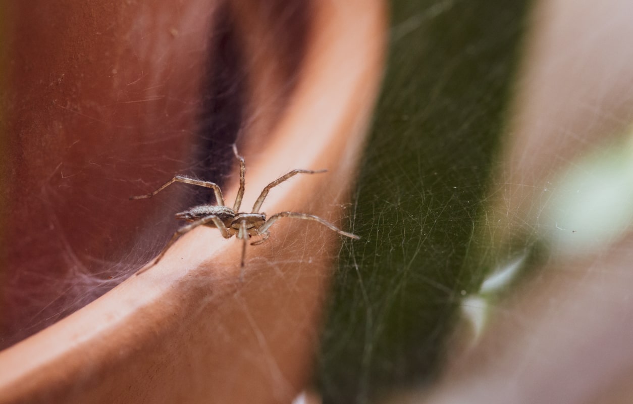 Pest Control: Guide to Spider Eradication