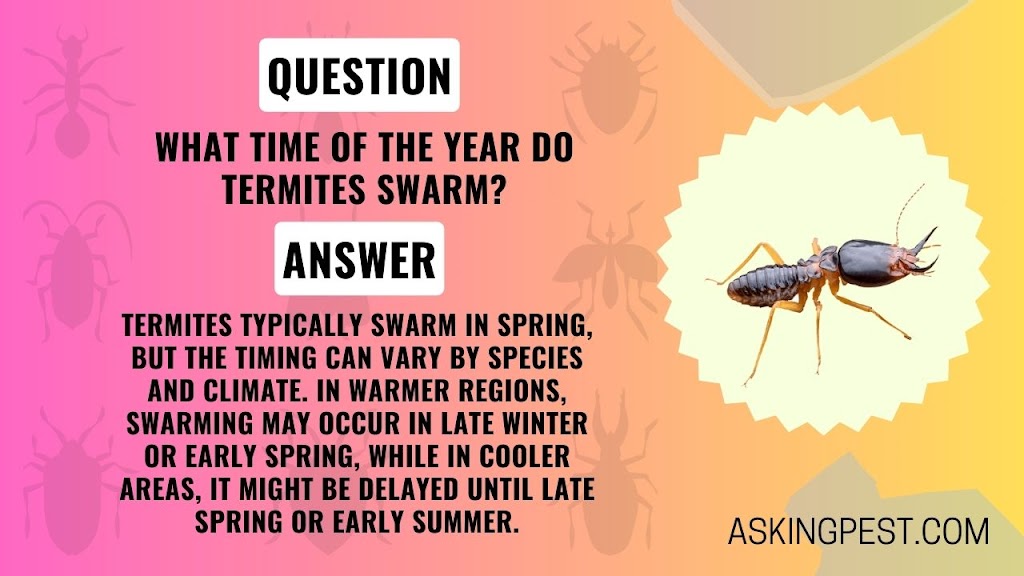 What Time of the Year Do Termites Swarm? Your Guide to Year-Round Protection