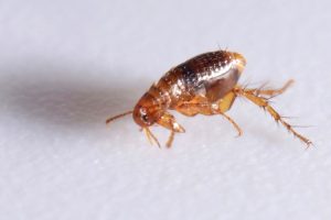 Will Pest Control Get Rid of Fleas?