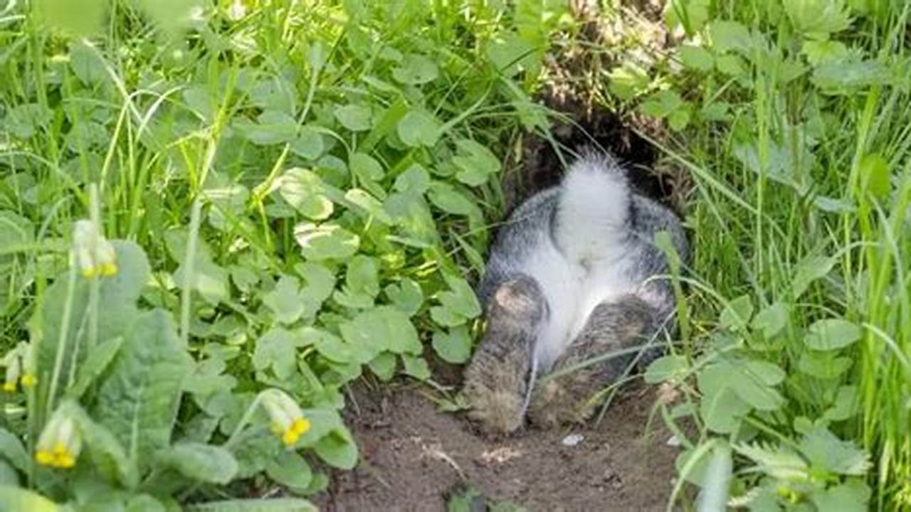 Uncover the Rabbit’s Mysterious Burrowing Habits