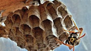 Why Wasps Invade Your Home and How to Keep Them Out