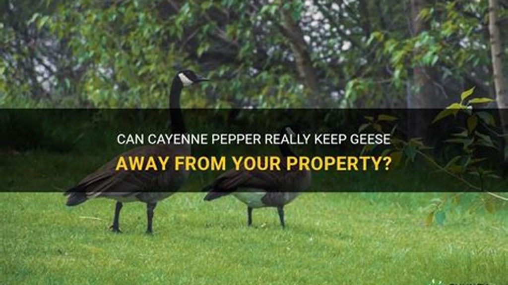 Will Cayenne Pepper Keep Geese Away