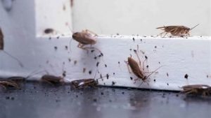 Why Cockroaches Invade