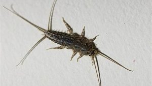 Why Did I Find a Silverfish in My House? Pest Control Guide