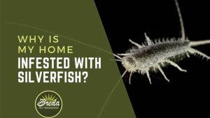 Why Silverfish Invade Your Home: Uncover the Secrets