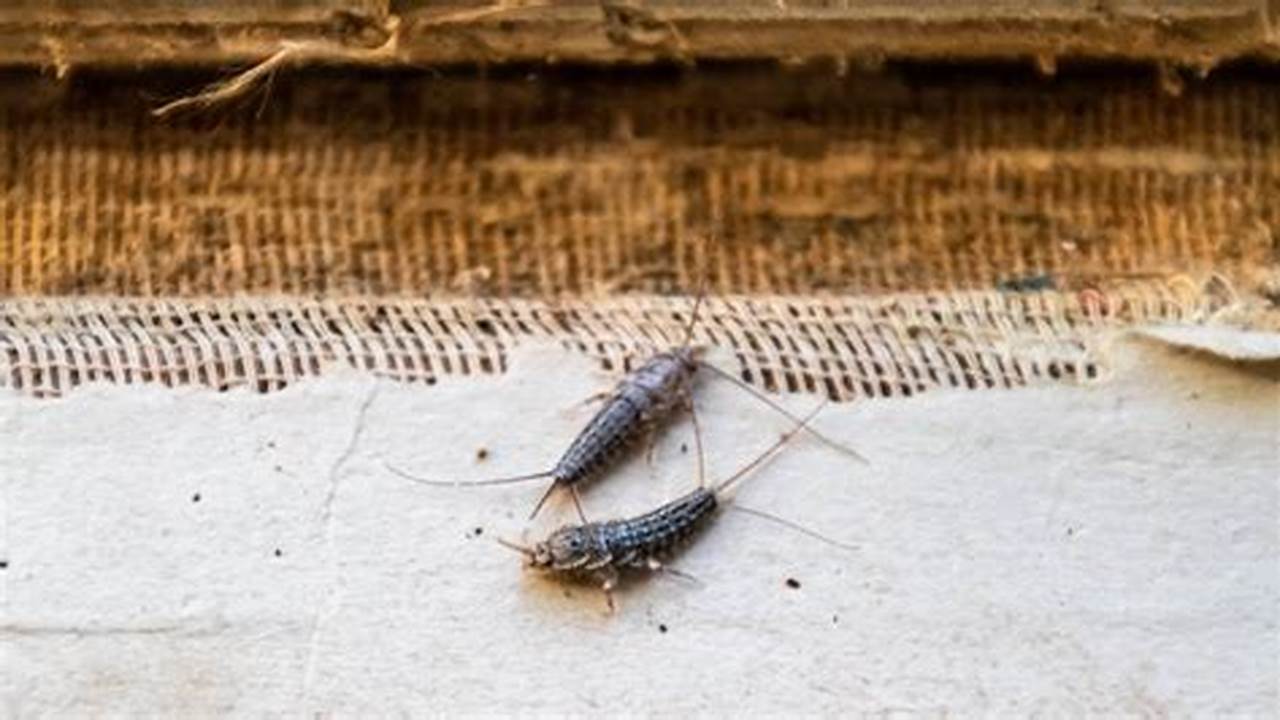 Why Did I Find a Silverfish in My Bedroom? Ultimate Pest Guide