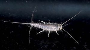 Why You've Got Silverfish