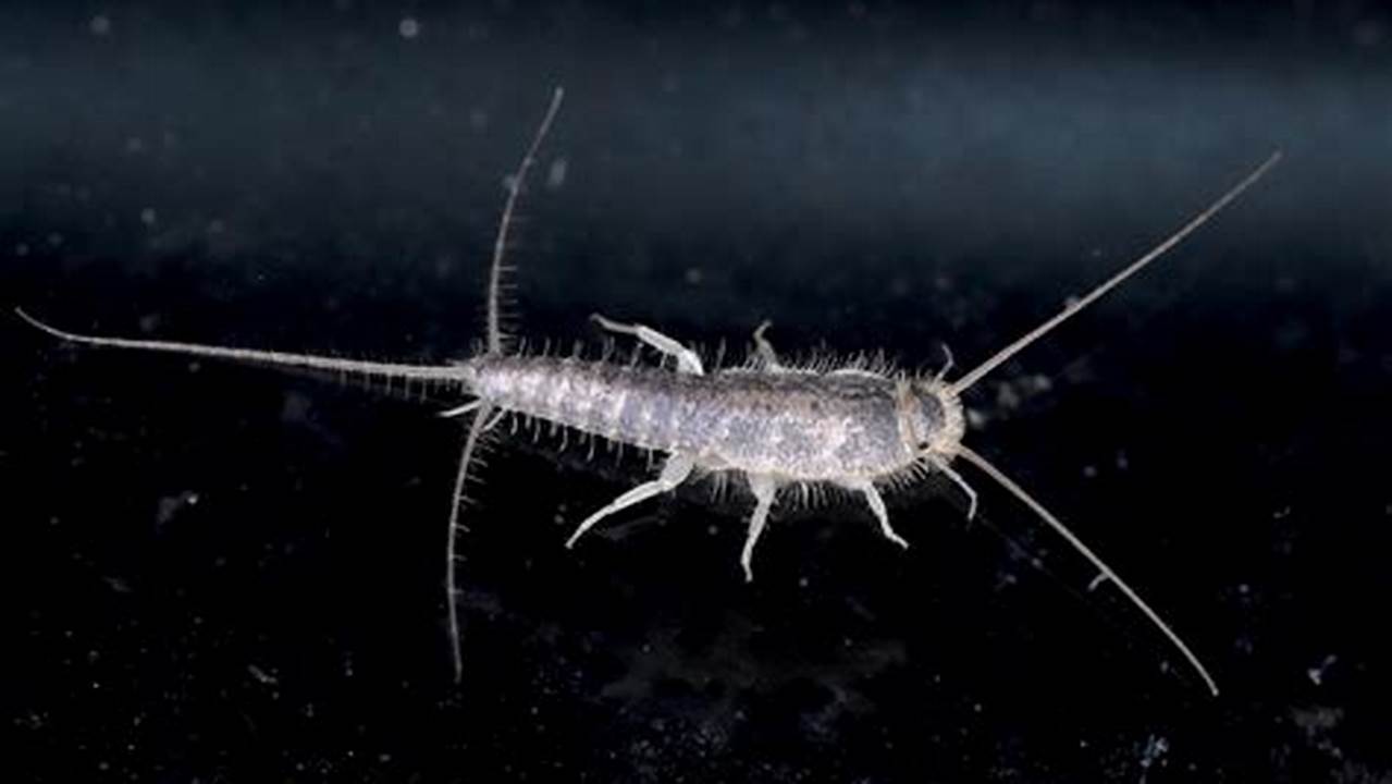 Why You've Got Silverfish: Uncover the Reasons Behind Their Appearance